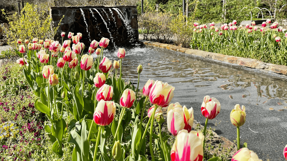 Memphis hotel Easter - Tulips in the foreground and stream with small waterfall in the background in the Memphis Botanical Garden